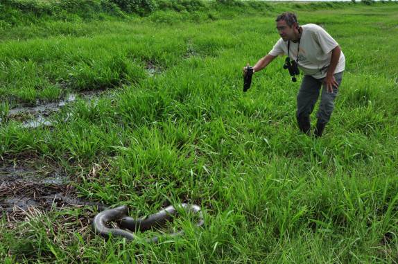 Com todo cuidado, filmando uma sucuri no Hato El Cedral, na região dos llanos venezuelanos, perto da cidade de Mantecal